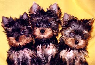 ����������� ������