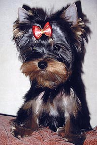 ����������� ������