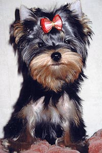 ����������� ������