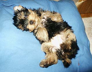 ����������� ������