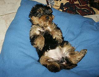 ����������� ������