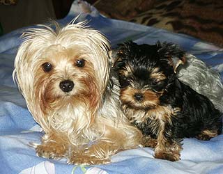 ����������� ������