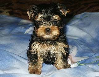 ����������� ������