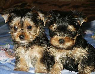 ����������� ������