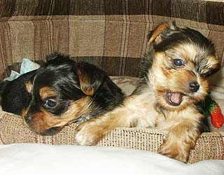 ����������� ������