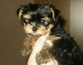 ����������� ������