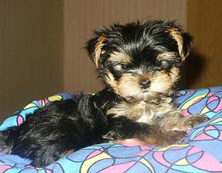 ����������� ������