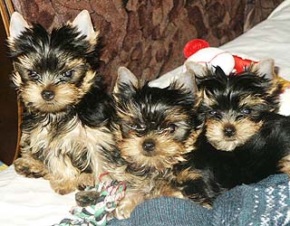 ����������� ������