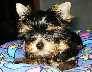 ����������� ������