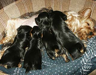 ����������� ������