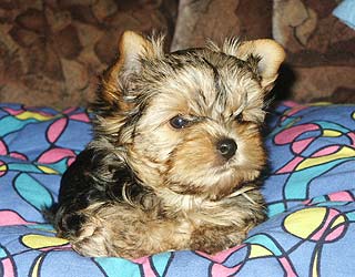 ����������� ������