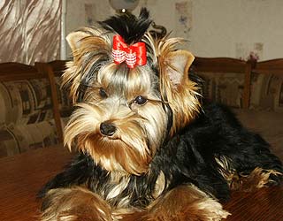 ����������� ������