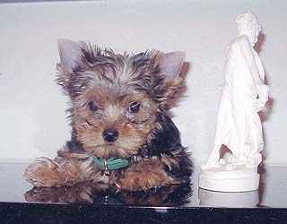 ����������� ������