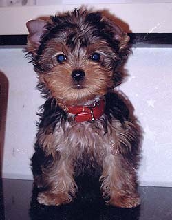 ����������� ������