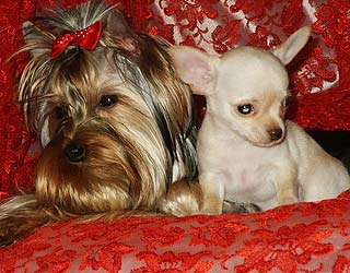 ����������� ������