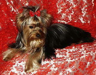 ����������� ������