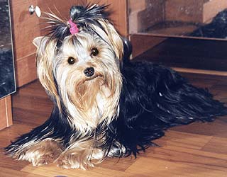 ����������� ������