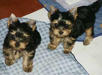 ����������� ������