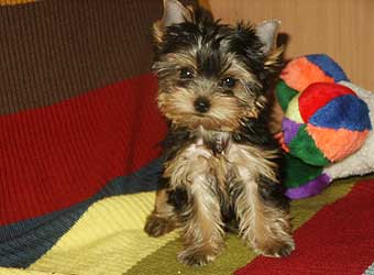 ����������� ������