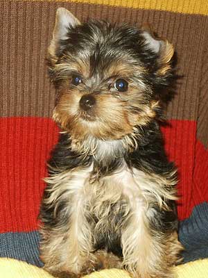 ����������� ������