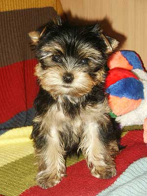 ����������� ������