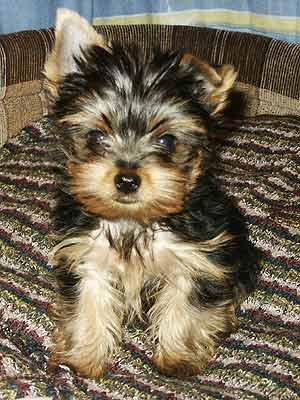 ����������� ������