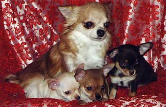 ��������.