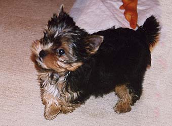 ����������� ������.