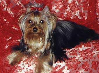 ����������� ������.