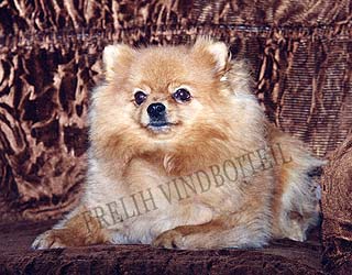 ����������� ���� ������� ����������� �������.