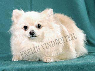 ����������� ����.