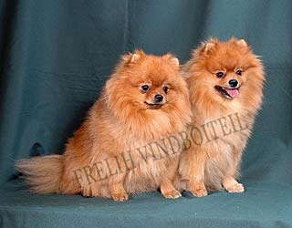 ����������� ����.