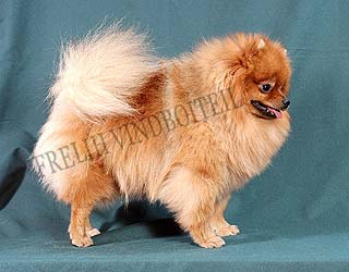 ����������� ���� ������� ����������� ����.