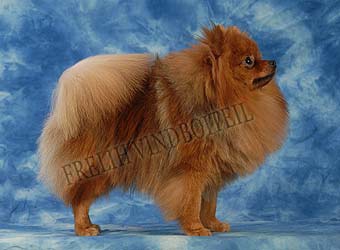 ����������� ����.