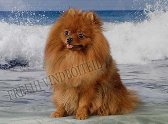 ����������� ����.