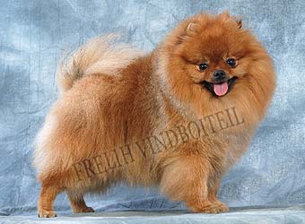 ����������� ����.