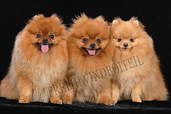 ����������� ����.