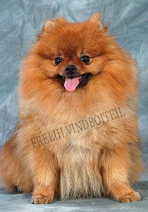 ����������� ����.