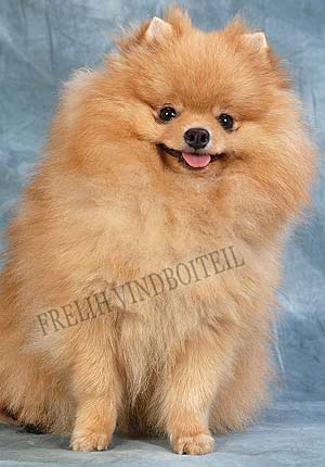 ����������� ����.