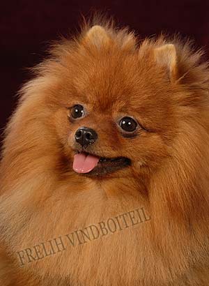 ����������� ����.