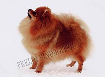 ����������� ����.