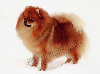 ����������� ����.