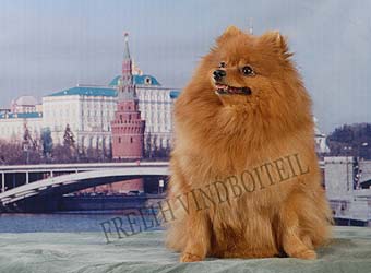 ����������� ����.