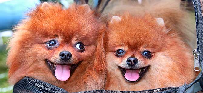 ����������� ���� - �������� Frelih Vindboiteil.