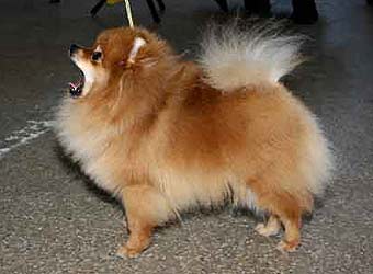 ����������� ����.