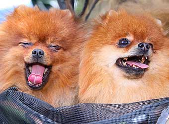 ����������� �����.