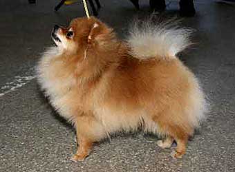 ����������� ����.