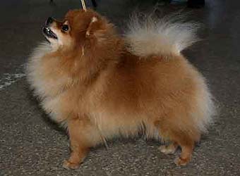 ����������� ����.