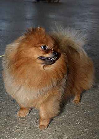 ����������� ����.