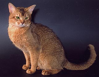   Gr.I.Ch Fandorin Wild Charming of Demta